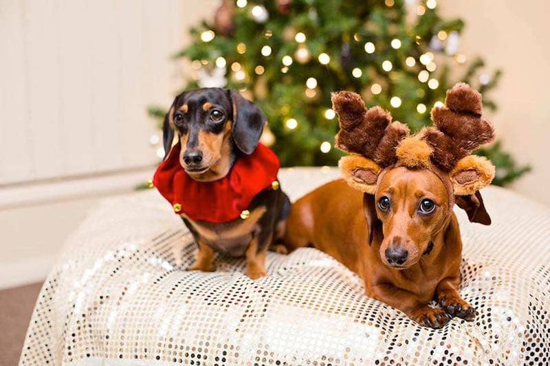 Christmas sausage dogs