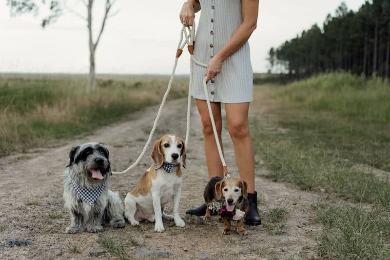 engagement shoot with dogs _ engagement shoot Sunshine Coast _ Emma Nayler Photographer